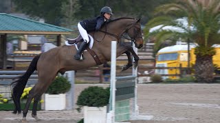 Junior Hunter 3 6quot Handy at HITS Ocala [upl. by Stewart461]