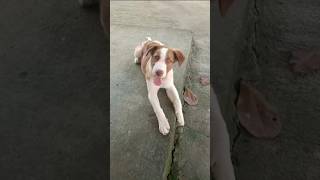 Puppies The Ultimate AntiStress Therapy dog doglover fypシ゚viral fyp pets viralvideo shorts [upl. by Anitsenre278]