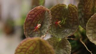 Lepanthes tentaculata Species Spotlight February 14 2023 [upl. by Millhon]