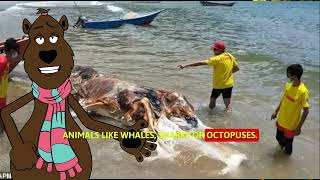 SHOCKING Massive Globster Found on Malaysian Beach What Is It WhaleOctopus or Something Else [upl. by Seaddon]