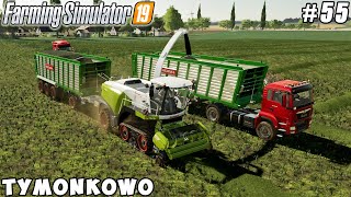 New mower amp forage harvester making silage from alfalfa  Tymonkowo  Farming simulator 19  ep 55 [upl. by Neehsar]