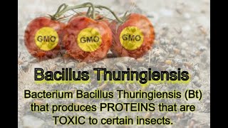 Bacillus thuringiensis GMO [upl. by Anivle]