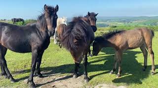 Dartmoor ponies enjoy the summer sun [upl. by Trela]