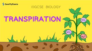 Transpiration  IGCSE amp GCSE Biology With Worked Example [upl. by Latoyia]