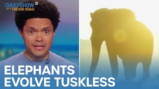 US Gets Dirty Medical Gloves from Thailand amp Why Some Elephants Are Born Tuskless  The Daily Show [upl. by Hpsoj]