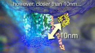 FRET  Fluorescence Resonance Energy Transfer  Dr Othon Gervasio  3D Scientific Animation [upl. by Nira]