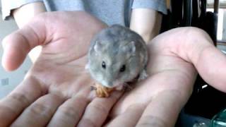 Dwarf Winter White Russian Hamster [upl. by Ecirtahs]