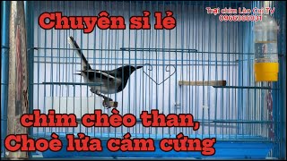 Lô choè than cám cứng cho ae cửa hàng thích giá rẻ đây Mời ae lên đơn nhé [upl. by Solegnave]