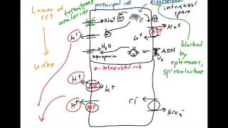 K sparing diuretics and Acidosis [upl. by Alane]