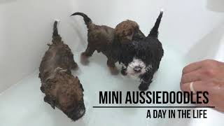 Mini Aussiedoodles  A Day in the Life [upl. by Nauqal171]