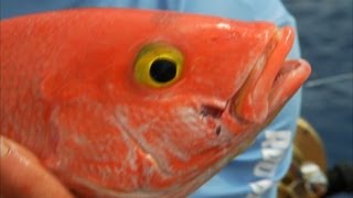 Yellow Eye Snapper Fishing Deep Dropping Bimini Bahamas [upl. by Heuser]