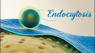 Endocytosis [upl. by Onaireves]