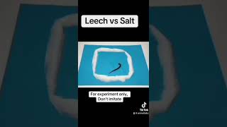 Leech vs Salt [upl. by Hendrik]