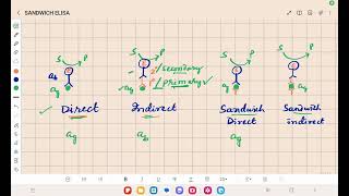 Sandwich ELISA [upl. by Odnomra622]