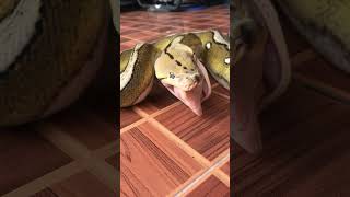 Reticulated python eating kingcobra foodchain shortsfeed python eating [upl. by Kannan169]