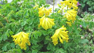 How to Grow Corydalis [upl. by Major]