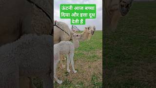 ऊंटनी आज बच्चा दिया और इत्ता दूध देती हैं  camel beby milk shortsfeed cow [upl. by Eilis]