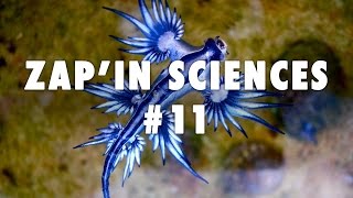 ZapIn Sciences 11  LEsprit Sorcier [upl. by Enirual]