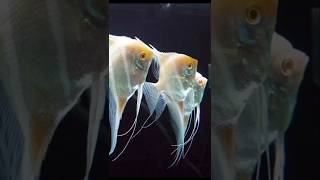 Beautiful Albino angelfish shorts short angelfish freshwaterfish [upl. by Nowed]