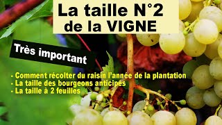 Taille N°2 de la vigne  bourgeons anticipés taille à 2 feuilles une récolte dès la 1ère année [upl. by Labotsirc537]