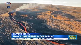 Hawaii Volcanoes National Park conducts vegetation surveys at Kahuku Ranch [upl. by Dewitt]