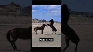 Wild horses being wild 🤯horse animals wild nature fight survival farm viralshorts fyp [upl. by Leahcimsemaj]