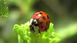 Linvasion des coccinelles asiatiques un danger [upl. by Leddy]