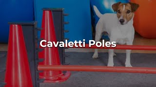 Cavaletti Poles A Rehabilitation Technique for your Dog [upl. by Laina]