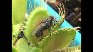 Venus Fly Trap Catching A Big Fly [upl. by Navek]