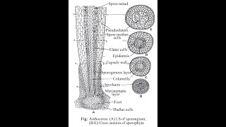 Anthoceros sporophyte [upl. by Forster]