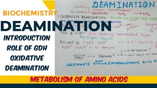 Deamination  introduction purpose role of GDH [upl. by Gordon]