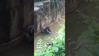 Boy Falls into Gorilla Enclosure at US Zoo [upl. by Ricard708]