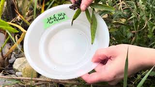 How to harvest White Turtlehead Chelone glabra seeds [upl. by Tyne130]