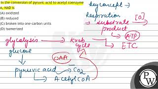 In the conversion of pyruvic acid to acetyl coenzyme A NAD is A [upl. by Beal865]