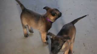 Belgian Malinois Puppies for Sale [upl. by Shanahan986]