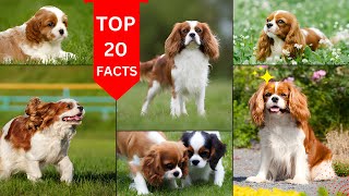 Cavalier King Charles Spaniel Dog 2024 [upl. by Yro136]