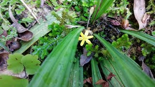 Curculigo orchioides  Ground palm  Herbal plant  බිම් තල්  බිං තල් [upl. by Oflodur]