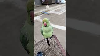 Mere Pichhe Jamana Sara parrot song music hindisong bollywood funny birds cuteparrotking [upl. by Nivre]