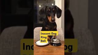 quotDog Rings Bell to Ask for Food SmartDog CutePets DogLifequot [upl. by Barny]