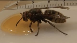 Starved european hornet gets a fill up with honey [upl. by Alorac]