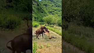 Lions Hunting Buffalo Nature in Action Wildlife Predators [upl. by Leifeste]