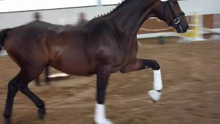 wwwreitschulesandbrinkde 2 year old stallion For Compliment Dressage [upl. by Yendahc]