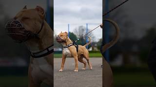 Pitbull 🆚 chor👿shorts dog pitbull chor americanbully kangalshepherddog minivlog pitbullfacts [upl. by Esinart274]