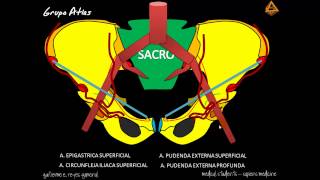 ARTERIAS DEL MIEMBRO INFERIOR Parte 1 [upl. by Maighdiln]