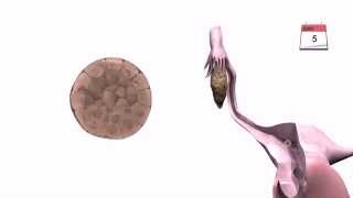 General Embryology  Detailed Animation On Implantation [upl. by Oiratnom441]