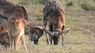 Natuurvideo  Moeflons op het Wekeromse zand [upl. by Gustavo50]