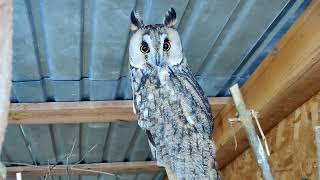 Bird kaleidoscope wonderful owls in a home for rescued animalsnature [upl. by Kcam118]