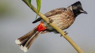 Redvented BulbulPycnonotus cafer黑喉紅臀鵯🐦🦜🕊️ 🎵🐤❤️💖🍀🌻🌹 [upl. by Lavro311]