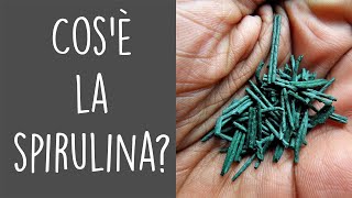 Spirulina il cianobatterio che ha creato e salverà il mondo [upl. by Sharlene]