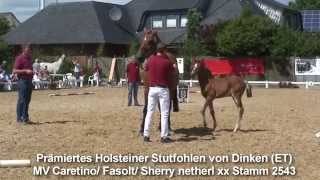 Holsteiner Stutfohlen von Dinken Caretino [upl. by Lavoie55]